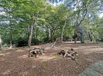 Images for Exbury, Beaulieu