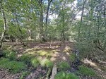 Images for Exbury, Beaulieu
