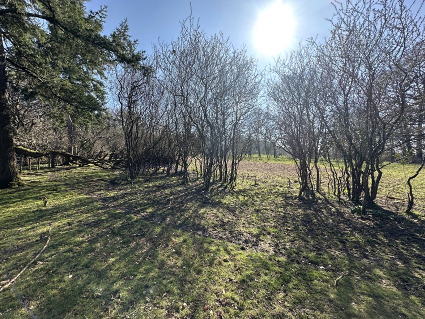 Images for Linwood, Ringwood, Hampshire