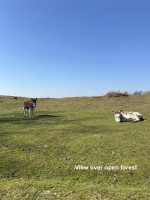 Images for Linwood, Ringwood, Hampshire