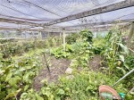 Images for Tiptoe, Lymington, Hampshire